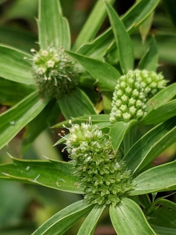 Mexikói koriánder - Culantro - Thai hosszú koriánder, Eryngium foetidum , fűszernövény, fűszer